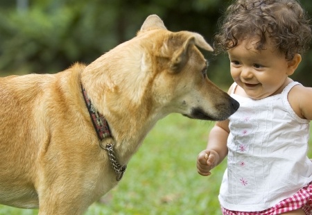 Canine Lymphoma Chemotherapy Rescue Protocols