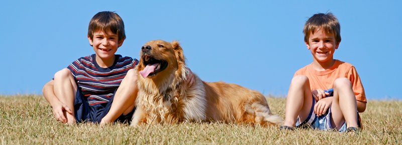 canine-lymphoma-sillhouette-dog-running