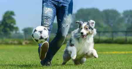 Canine Lymphoma Holistic Treatment